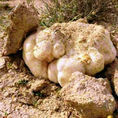 Mahsroom
زُنڈ
Zond
زُنڈ کُٹینگ ءِ یک زات ءِ بلے زمستان ءَ یا بہارگاہ درگت ءَ پیداک بیت ۔ زُنڈ بلوچستان ءَ باز جاہ ءَ پیداک بیت بلے زامُران ءِ زُنڈ باز مزن انت  ۔ زُنڈ ہم ءَ جاہ ءَ رُدیت یا پیداک بیت کہ آئیے کش ءُ گور ءَ مزّوم ءِ ریمکیں درچک موجود بہ بیت ۔ مزّوم مہ بیت اودا زُنڈ پیداک نہ بیت ۔ عربستان ءَ اے یک نامداریں وراک ءِ زانگ بیت ۔ انوکیں وھدءَ اشیے یک کیلو ءِ 300 ڈالر ءَ ہم ترا دست نہ کپیت 

