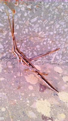 Snouted Grasshopper
بیبی فاطمہ ءِ اپس
Bibi Fatoma e Aps
اے یک ٹوہیں کٹگ ِ کیچ ءَ اشیارا بیبی فاظمہ ءِ اہس گوش انت۔ بلے بازجاہان اشیارا دگہ ناماں توار کن انت چوش کہ ''ملا مدگ ''  اُشتری مَدگ'' زھم جن '' بگ ''۔ اے باز ڈولدار انت ءُ اشیے دو نمونگ بلوچستان ءَ است ۔ یک ءِ گندیم انت ءُ دومی سبز انت ۔ 
