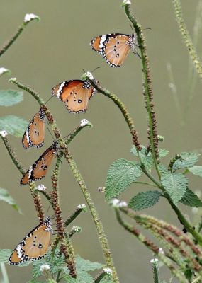 Butterflys
مُلاھوک
Mollahok
بہارگاہ ءِ درگت ءَ مُلاھوک ہم گیش بنت ءُ بہارانی سرا نند انت ءُ وتی ھاجت ردا شیرگ چونس انت ، ادا مُلاھوک کوڈالوک ءِ سرا نشتگ انت ۔

