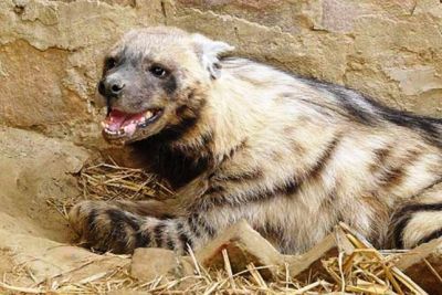 Hyena
ہپتار
Haptar
ہپتار بلوچستان ءَ زمانگ ءَ باز بوتگ بلے مرچاں باز کم انت ءُ لہتیں جاگہاں است انت ۔ ہمک جاگہاں نیست انت ۔ اے چونایا یوروپ ءُ ایشیا جنگلاں باز انت ۔ افریکہ ہم باز است اے کچک ءِ زاتیں رستر ءِ ۔ گوش انت کہ مکران ءَ اشیا ھر باز وارتگ انت ۔ ھر ءُ ہپتارے کسّہ ہم باز انت 


