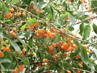 Ehretia obtusifolia

kasanin liwar
کسانین لیوّار
کسانیں لیوّار بلوچستان ے درچک نہ انت - اے بلے مرچاں بلوچستان لوگانی دیم او باگانی توک ا دست کپیت - او اشیا کسانین زردیں دانگ لپچناک انت بلے گونڈو اشیا پہ شوق سرچن انت او ورانت - بلے اے ھاسیں نیبگے نہ انت -۔
