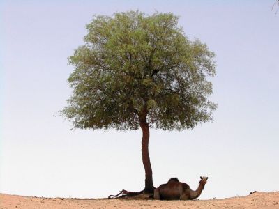 Prosopis cineraria and camel
کہیر ءُ ھُشتر
Kaheer o Hoshter
کہیر یک ٹوہیں ساہگ داریں درچک ءِ کہ بلوچستان ءِ وڑ ءُ جنگلاں رودیت ۔ ایشانی ساھگ ءَ رمگ ءُ ھُشتر ءُ دگہ ساہدار وتی گرم ءَ سرد کن انت ۔
