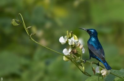 Purple sunbird
سیاہیں پیٹک
Seyahin Pettik
سیاہیں پیٹک ایشیائے تانسریں ہنداں است بلے گیشتر کسانیں برّے کوچگاں دست کپیت ، اے بلوچستان ءَ سال ءِ دوازدہیں ماہاں است بلے بہارے درگت ءَ گیشتر بیت ۔ اے گیشتر چہ درچکانی پُلاں شیرگ درکنت ءُ وارت بلے بالو ءُ پاتو ہم گپت ءُ وارت ۔سیاہیں رنگ ءِ پیٹک کروس انت ءُ نکینک زیتونی رنگ انت ۔ 
