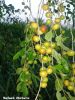 Filename=20140825_175243.jpg
Filesize=179KiB
Dimensions=900x1200
Date added=Sep 03, 2014 20140825_175243.jpg