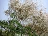 Filename=Balan_Bor_317.JPG
Filesize=338KiB
Dimensions=1333x1000
Date added=Mar 29, 2013 Balan_Bor_317.JPG