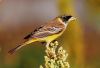 Filename=Black_Headed_Bunting_By_Rajish_Panjwani.jpg
Filesize=280KiB
Dimensions=1012x690
Date added=May 26, 2013 Black_Headed_Bunting_By_Rajish_Panjwani.jpg