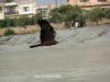 Filename=CIMG0166.JPG
Filesize=249KiB
Dimensions=2000x1500
Date added=Jun 27, 2014 CIMG0166.JPG