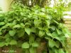 Filename=Ezgind.jpg
Filesize=72KiB
Dimensions=733x550
Date added=Aug 03, 2013 Ezgind.jpg
