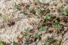 Filename=Shimsh_azat__barr_ant_5839.JPG
Filesize=387KiB
Dimensions=1800x1200
Date added=Mar 31, 2013 Shimsh_azat__barr_ant_5839.JPG