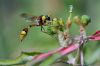 Filename=Sochako_Jaan_Khoso.jpg
Filesize=40KiB
Dimensions=774x518
Date added=Sep 19, 2014 Sochako_Jaan_Khoso.jpg