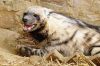 Filename=hyena.jpg
Filesize=83KiB
Dimensions=644x431
Date added=Sep 09, 2014 hyena.jpg