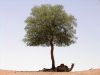 Filename=prosopis_cineraria_2_c_tourneq.jpg
Filesize=204KiB
Dimensions=1188x891
Date added=Sep 09, 2014 prosopis_cineraria_2_c_tourneq.jpg