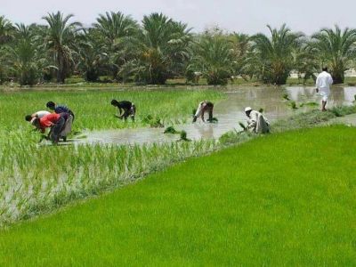 Rice farming
برنج ءِ کِشگ
Brinj e keshag
بلوچستان ءَ برینج باز کم کشار کن انت ۔ چیا کہ برینج باز آپ لوٹ ات ۔ ءُ بلوچستان ءَ آپ باز کم انت ۔ بلے ہما جاہ ءَ کہ آپ باز بیت ہمود ءَ برینج کش انت ۔ برینج ءَ واستہ زمیںن بزاں ڈگار آپ باز دیگی انت ءُ آپ تاں چیزے روچ ءَ آپ مہ ہوش ات ۔ برینج ءِ ڈگار ءَ شرد کن انت ۔ ادا شرد ءِ توک ءَ ہشر کتگ ءُ برینج کشگ آ ہنت۔ 

