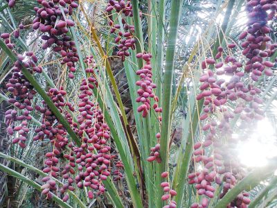 Date palm tree
کونگو
Kongo
کونگو یک تامداریں ناہ دیوکیں مچ ءِ کہ بلوچستان ءَ است انت  ۔ اے سُہریں رنگ ءُ سیاہ کونگیں ناہ پر کنت ۔ کونگو اولی مچ انت کہ پہ یک ٹال ءِ گنش ءَ ہم بندیت ۔ اشیے نام تام دار انت ۔ چہ شیرگ ءَ پُر انت ۔ 
