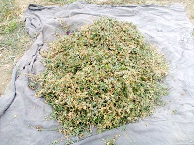 Alfalfa, Medicago sativaa
Espost e tom
اسپوست ءِ توم
اِسپوست کسانیں کاہے کہ کد ءِ 3 فٹ بوت کنت ۔ اسپوست رُدگ ءَ باز دیر کنت، بلے اولی رند ءَ رُونگ ءَ رند پدا زوت رودیت ۔ چین ءَ 1500 سال پیشتر اسپوست پہ تہلگ کار مرز کتگ ۔ اسپوست چاز سال ءَ بگر تاں ہشت سال ءَ کاہ دنت ، بلے اگاں اسپوست ءَ جاگہ وش بہ بیت ءُ ءُ بیست سال ہم زندگ بوت کنت ۔ اسپوست ءَ باز زات انت بلوچستان ءَ جموں رنگ ءِ پُل ءِ اسپوست کارمرز کن انت بلے دریں ملکاں زرد پُل ءپ گلابی پُل ءُ دگہ بازیں زات ءِ اسپوست است ۔ اسپوست ہما کاہ انت کہ اشیا دُراہیں دلوت ورانت ءِ ۔ اسپوست ہما کاہ انت کے دگنیائے چاریں کُنڈاں کِشگ بیت ۔

