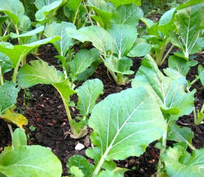 Radish
Trop
ترُپ 

ترُپ کسانیں ذات ء کاہے - چو گزرک ء وڈا بُن جنت - دگہ راج ترُپ ء بُن ء نارُشت کن انت بلے بلوج گیشتر اشیے تاکاں وارت - ترُپ ء نازُرکیں تاکانی جتاہیں تام او وتی ہجّارے - ترُپ بلوچستان ء کاہے نہ انت بلکن چہ ڈنّ ء آرگ بوتگ

