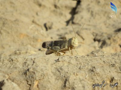 Grasshopper
گُرّی مدگ
Gorri Madag
گُرّی مدگ ہم یک کٹگ ء اے گیشترا میدان او کشارانی تہا دست کپیت - گُرّی مدگ ء جنگ او کُشک بلوچ شر نہ لیک انت - پرچا اے بی ھیریں او بے تاکیں کٹگ انت - اے مردما گندات بلے بال نہ کنت - اشیا مالوم بیت کہ اے ایوکیں کٹگ انت کہ انسان دوست انت - چمیشکا بلوچ گُرّی مدگ ء نہ جن انت او گار و گور نہ کن انت - او وتی چُکّاں مکن کن انت -۔

